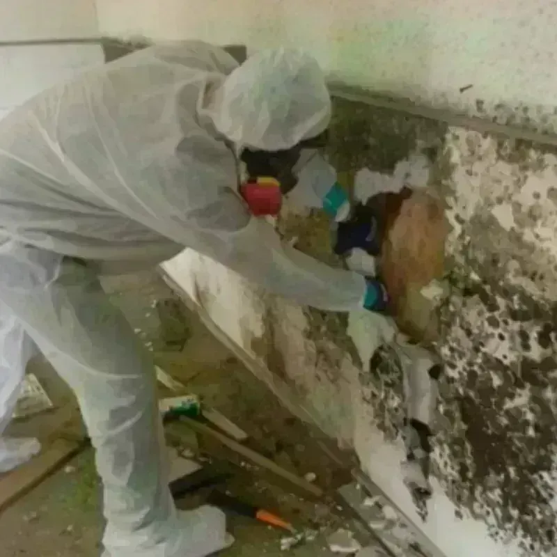 Mold Remediation and Removal in Habersham County, GA